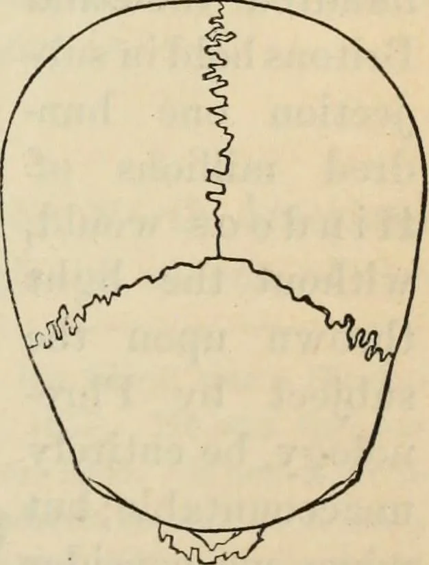 An illustration from New Physiognomy : or signs of character, as manifested through temperament and external forms, and especially in the "the human face divine.", 1889, leaf 456