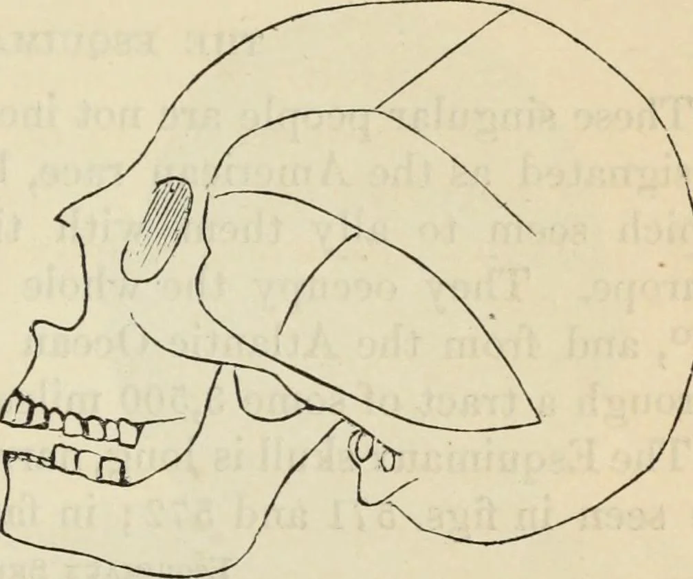 An illustration from New Physiognomy : or signs of character, as manifested through temperament and external forms, and especially in the "the human face divine.", 1889, leaf 462