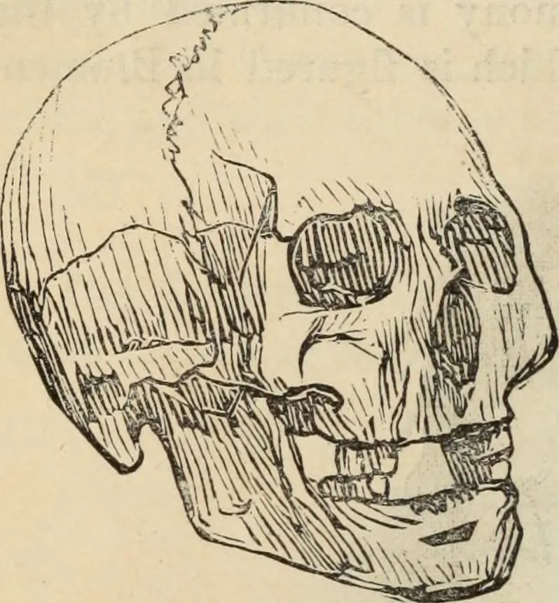 An illustration from New Physiognomy : or signs of character, as manifested through temperament and external forms, and especially in the "the human face divine.", 1889, leaf 467
