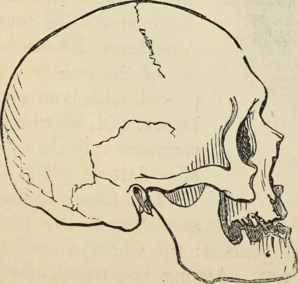 An illustration from New Physiognomy : or signs of character, as manifested through temperament and external forms, and especially in the "the human face divine.", 1889, leaf 468