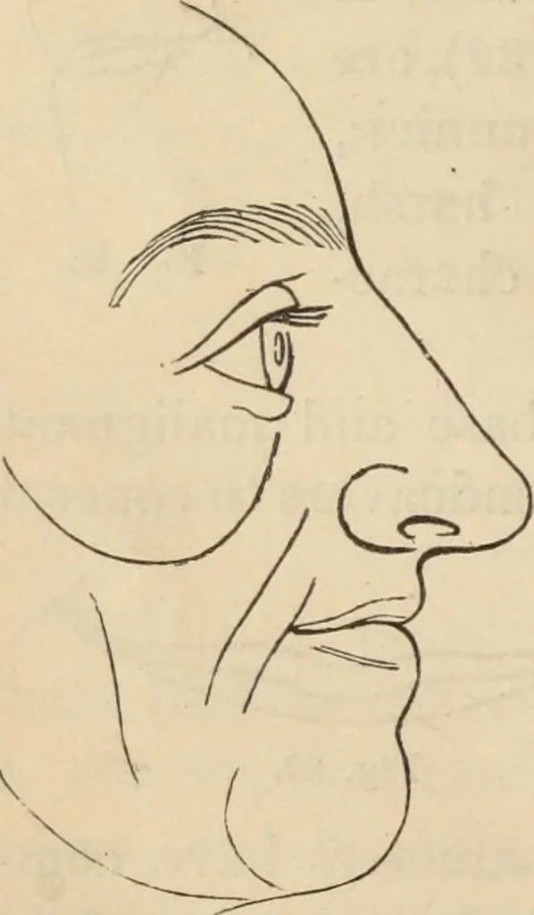 An illustration from New Physiognomy : or signs of character, as manifested through temperament and external forms, and especially in the "the human face divine.", 1889, leaf 47