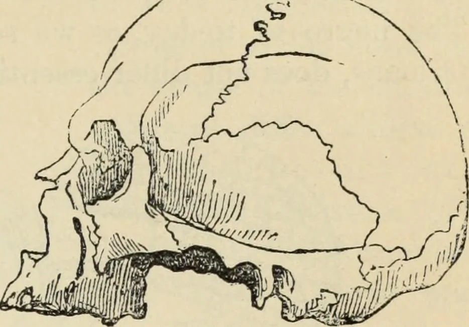 An illustration from New Physiognomy : or signs of character, as manifested through temperament and external forms, and especially in the "the human face divine.", 1889, leaf 470