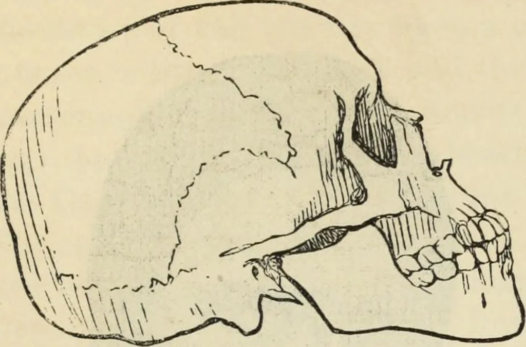 An illustration from New Physiognomy : or signs of character, as manifested through temperament and external forms, and especially in the "the human face divine.", 1889, leaf 472