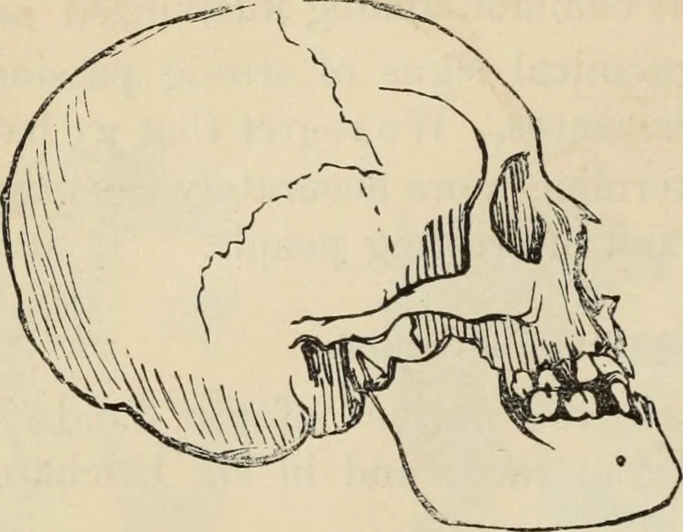 An illustration from New Physiognomy : or signs of character, as manifested through temperament and external forms, and especially in the "the human face divine.", 1889, leaf 477