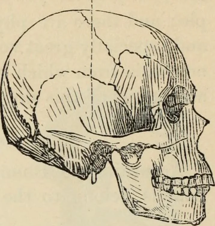 An illustration from New Physiognomy : or signs of character, as manifested through temperament and external forms, and especially in the "the human face divine.", 1889, leaf 477