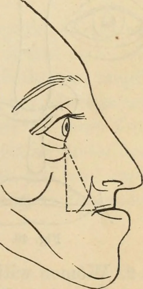 An illustration from New Physiognomy : or signs of character, as manifested through temperament and external forms, and especially in the "the human face divine.", 1889, leaf 48