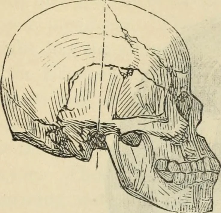 An illustration from New Physiognomy : or signs of character, as manifested through temperament and external forms, and especially in the "the human face divine.", 1889, leaf 480