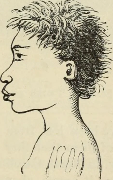 An illustration from New Physiognomy : or signs of character, as manifested through temperament and external forms, and especially in the "the human face divine.", 1889, leaf 486