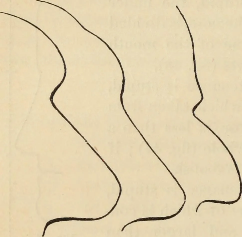 An illustration from New Physiognomy : or signs of character, as manifested through temperament and external forms, and especially in the "the human face divine.", 1889, leaf 49