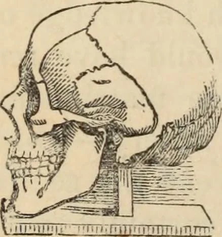 An illustration from New Physiognomy : or signs of character, as manifested through temperament and external forms, and especially in the "the human face divine.", 1889, leaf 571