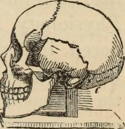 An illustration from New Physiognomy : or signs of character, as manifested through temperament and external forms, and especially in the "the human face divine.", 1889, leaf 571