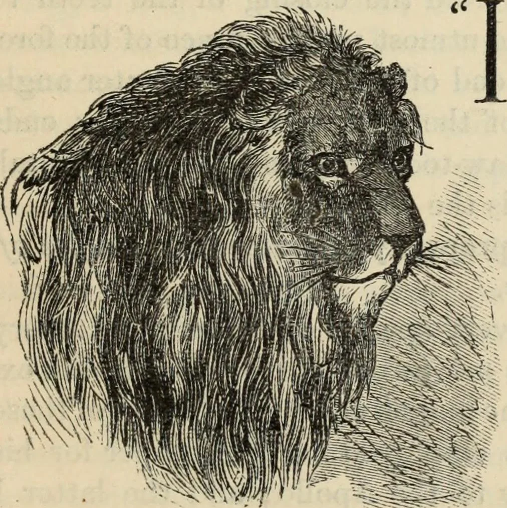 An illustration from New Physiognomy : or signs of character, as manifested through temperament and external forms, and especially in the "the human face divine.", 1889, leaf 590