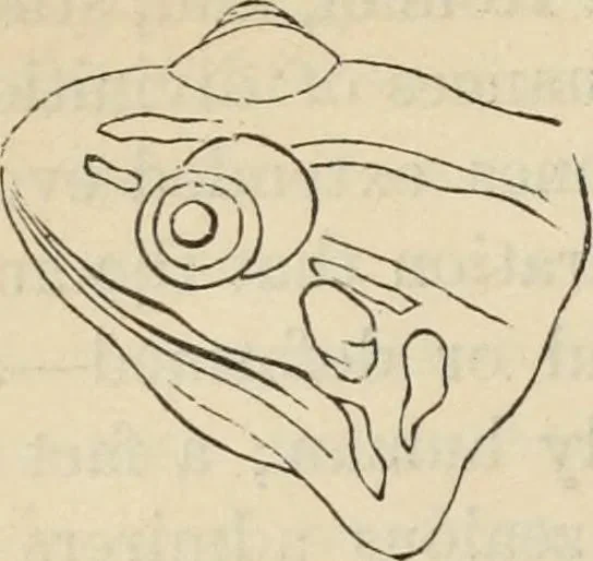 An illustration from New Physiognomy : or signs of character, as manifested through temperament and external forms, and especially in the "the human face divine.", 1889, leaf 593