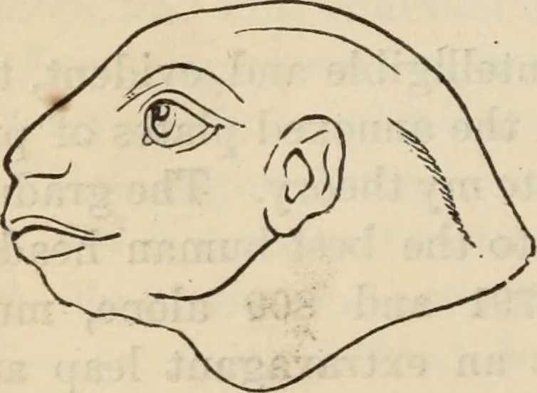 An illustration from New Physiognomy : or signs of character, as manifested through temperament and external forms, and especially in the "the human face divine.", 1889, leaf 593
