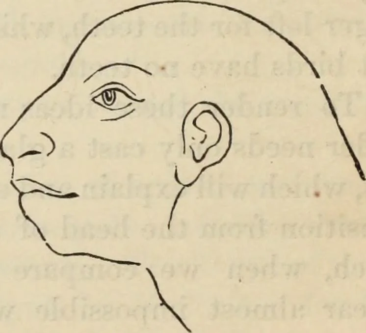 An illustration from New Physiognomy : or signs of character, as manifested through temperament and external forms, and especially in the "the human face divine.", 1889, leaf 593