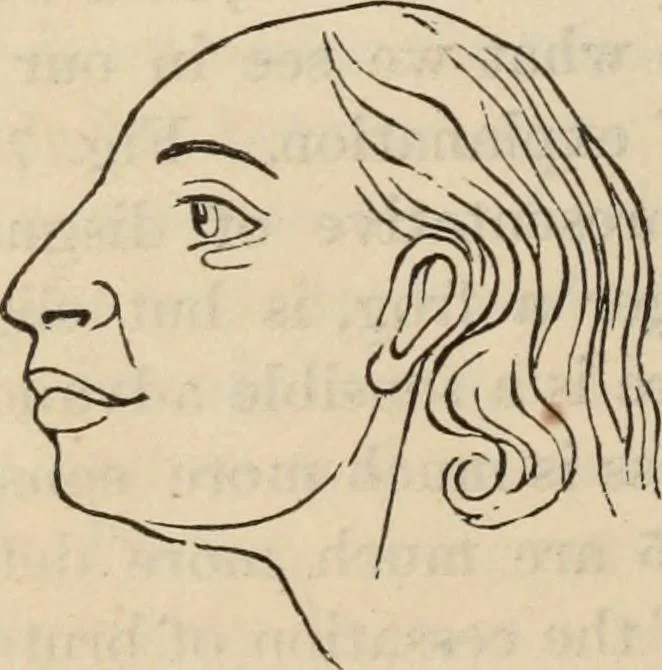An illustration from New Physiognomy : or signs of character, as manifested through temperament and external forms, and especially in the "the human face divine.", 1889, leaf 593