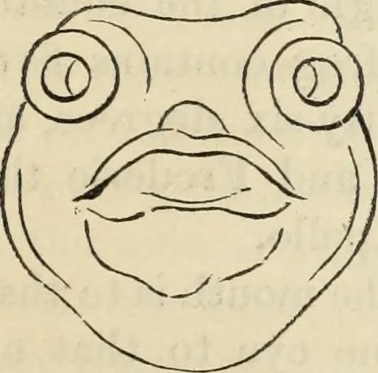 An illustration from New Physiognomy : or signs of character, as manifested through temperament and external forms, and especially in the "the human face divine.", 1889, leaf 594
