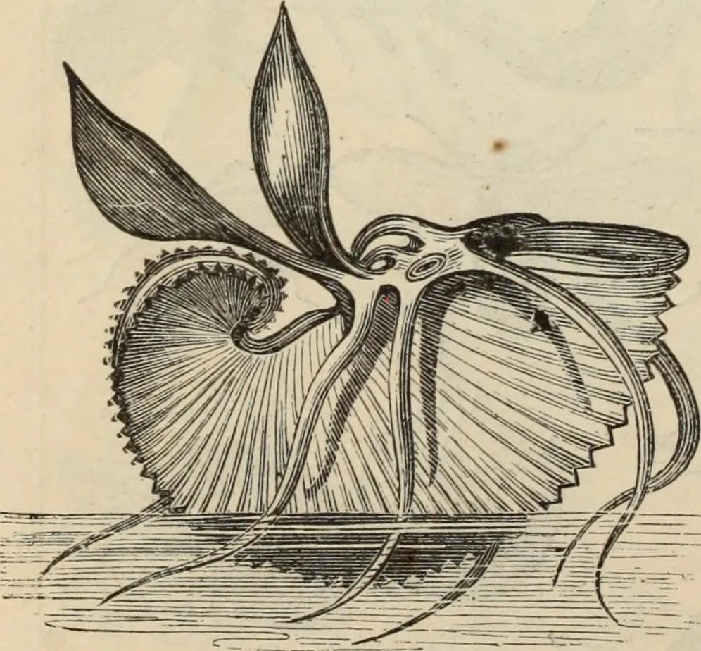 An illustration from New Physiognomy : or signs of character, as manifested through temperament and external forms, and especially in the "the human face divine.", 1889, leaf 599
