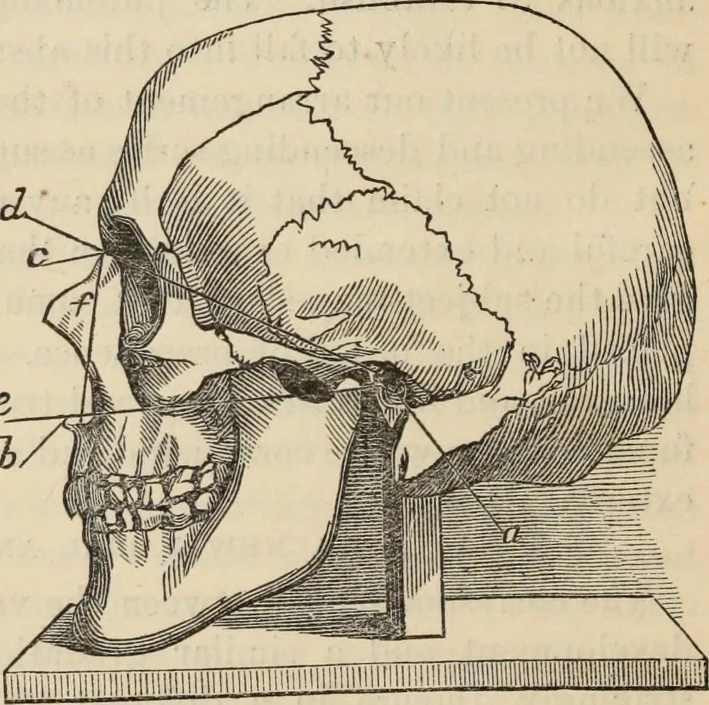 An illustration from New Physiognomy : or signs of character, as manifested through temperament and external forms, and especially in the "the human face divine.", 1889, leaf 603
