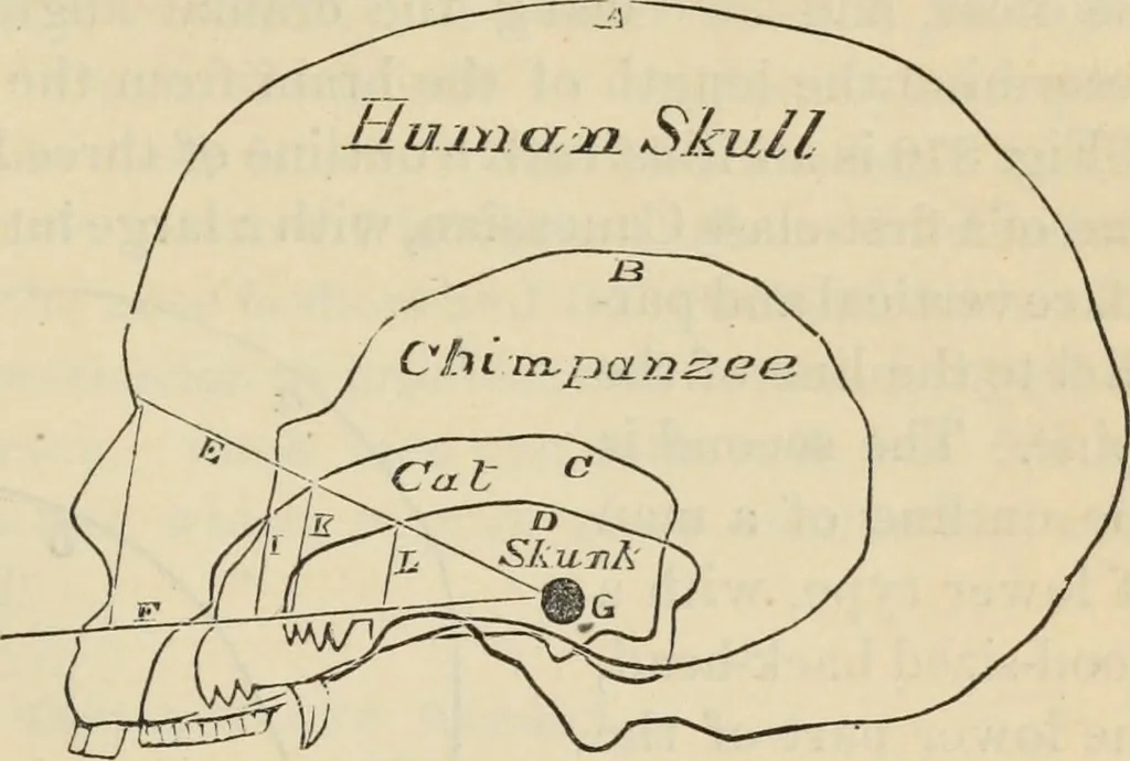 An illustration from New Physiognomy : or signs of character, as manifested through temperament and external forms, and especially in the "the human face divine.", 1889, leaf 604
