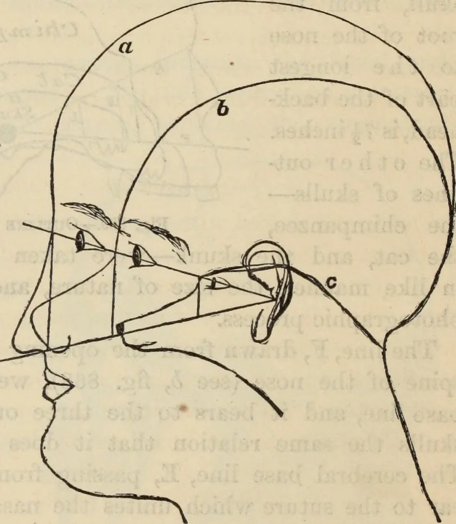 An illustration from New Physiognomy : or signs of character, as manifested through temperament and external forms, and especially in the "the human face divine.", 1889, leaf 605