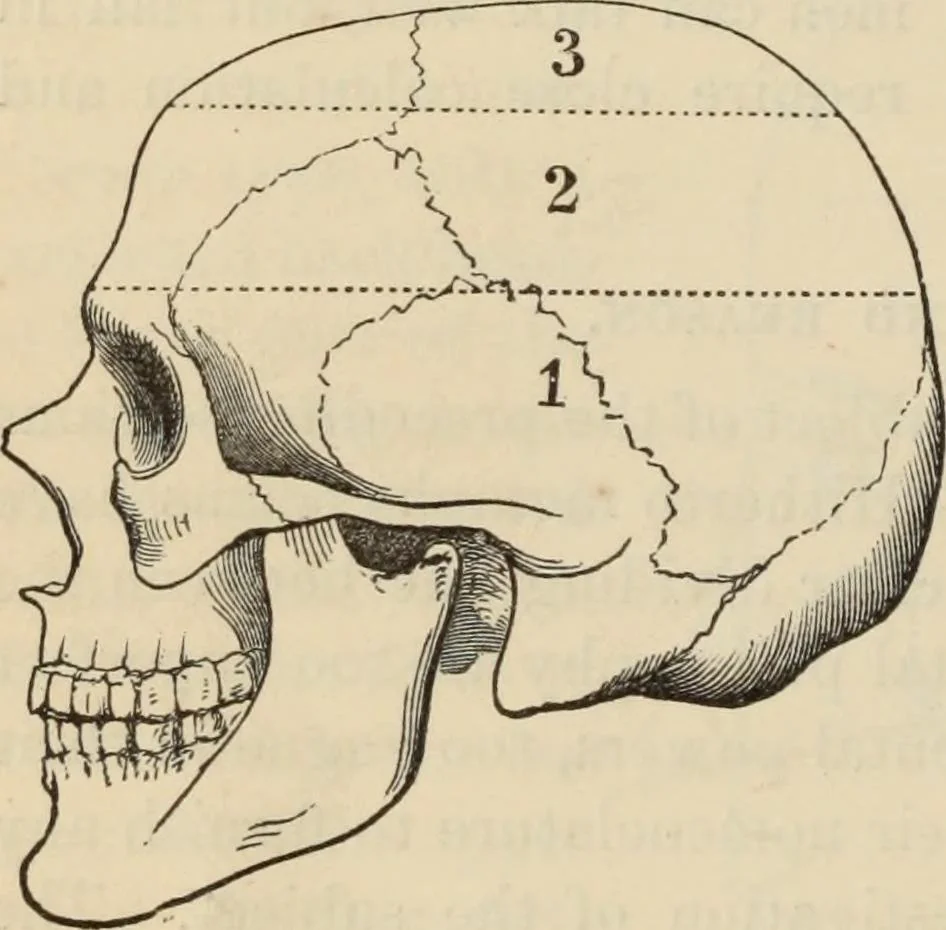 An illustration from New Physiognomy : or signs of character, as manifested through temperament and external forms, and especially in the "the human face divine.", 1889, leaf 607