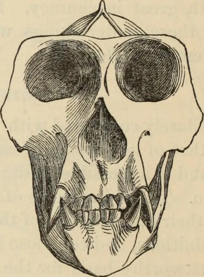 An illustration from New Physiognomy : or signs of character, as manifested through temperament and external forms, and especially in the "the human face divine.", 1889, leaf 607