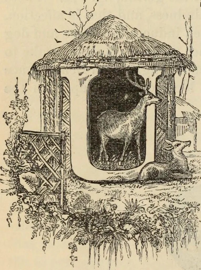 An illustration from New Physiognomy : or signs of character, as manifested through temperament and external forms, and especially in the "the human face divine.", 1889, leaf 611