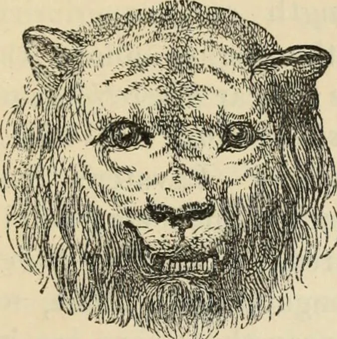 An illustration from New Physiognomy : or signs of character, as manifested through temperament and external forms, and especially in the "the human face divine.", 1889, leaf 612