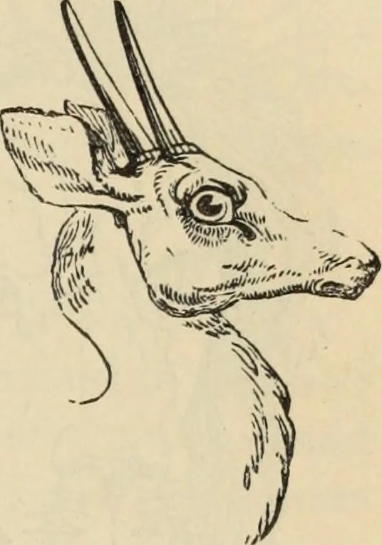 An illustration from New Physiognomy : or signs of character, as manifested through temperament and external forms, and especially in the "the human face divine.", 1889, leaf 612