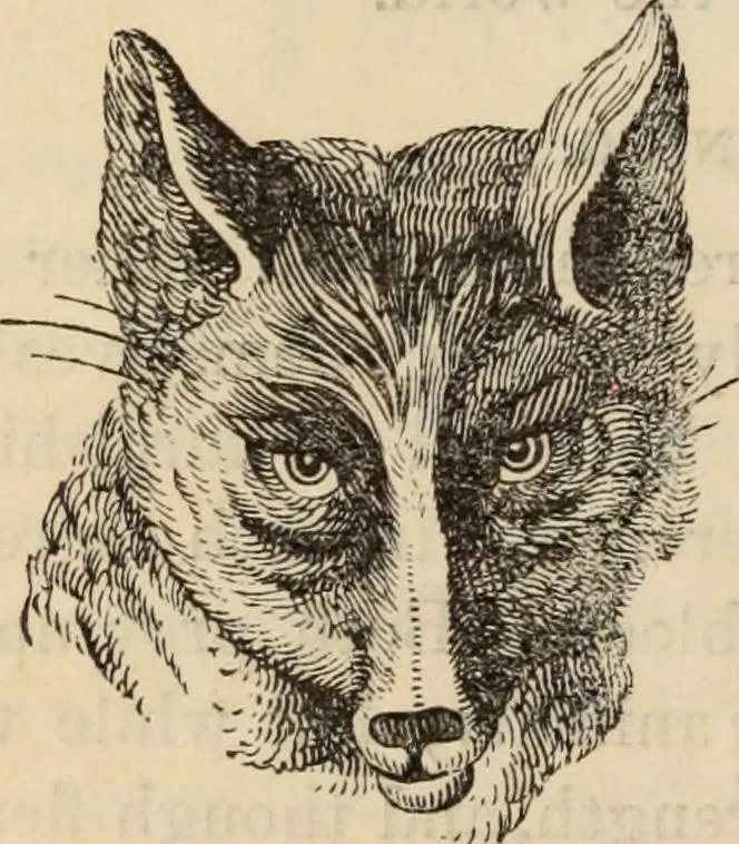 An illustration from New Physiognomy : or signs of character, as manifested through temperament and external forms, and especially in the "the human face divine.", 1889, leaf 613