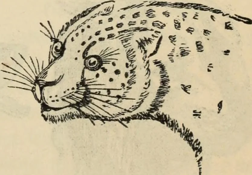 An illustration from New Physiognomy : or signs of character, as manifested through temperament and external forms, and especially in the "the human face divine.", 1889, leaf 614