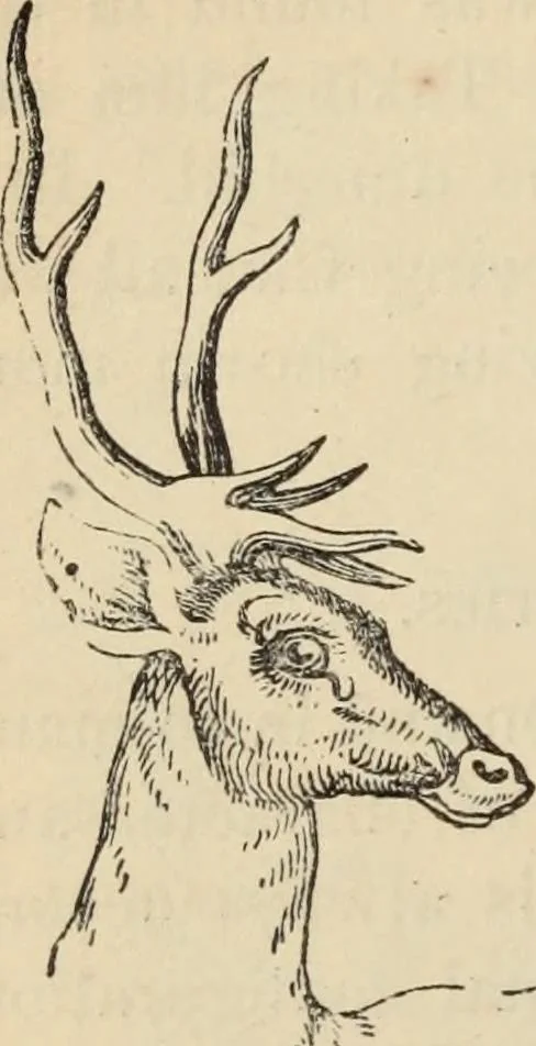 An illustration from New Physiognomy : or signs of character, as manifested through temperament and external forms, and especially in the "the human face divine.", 1889, leaf 615