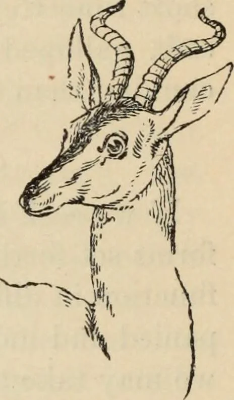 An illustration from New Physiognomy : or signs of character, as manifested through temperament and external forms, and especially in the "the human face divine.", 1889, leaf 615