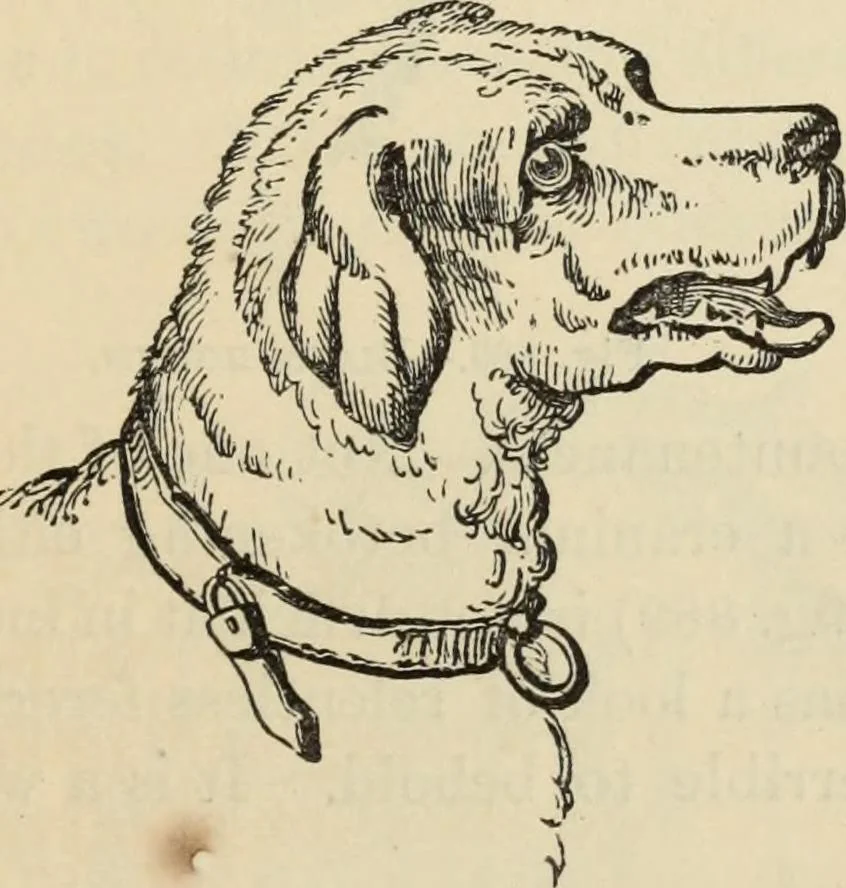 An illustration from New Physiognomy : or signs of character, as manifested through temperament and external forms, and especially in the "the human face divine.", 1889, leaf 616