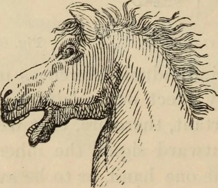 An illustration from New Physiognomy : or signs of character, as manifested through temperament and external forms, and especially in the "the human face divine.", 1889, leaf 619