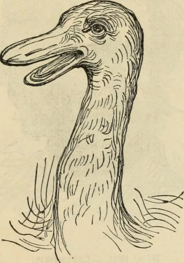 An illustration from New Physiognomy : or signs of character, as manifested through temperament and external forms, and especially in the "the human face divine.", 1889, leaf 622