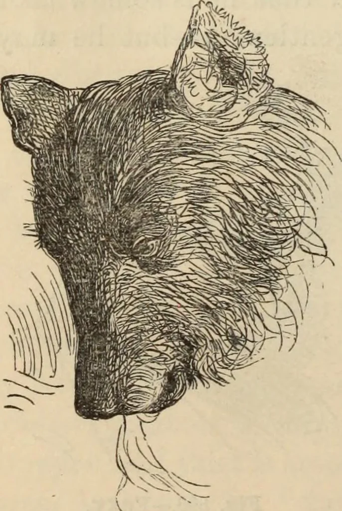 An illustration from New Physiognomy : or signs of character, as manifested through temperament and external forms, and especially in the "the human face divine.", 1889, leaf 623
