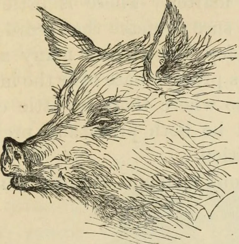 An illustration from New Physiognomy : or signs of character, as manifested through temperament and external forms, and especially in the "the human face divine.", 1889, leaf 624