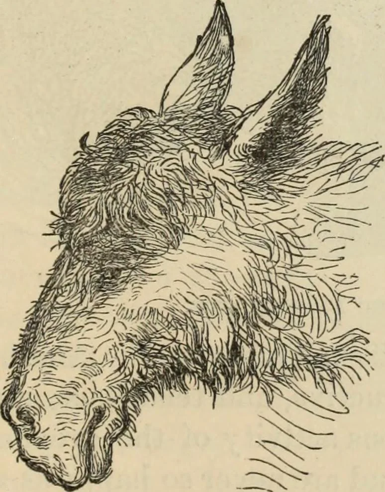 An illustration from New Physiognomy : or signs of character, as manifested through temperament and external forms, and especially in the "the human face divine.", 1889, leaf 624