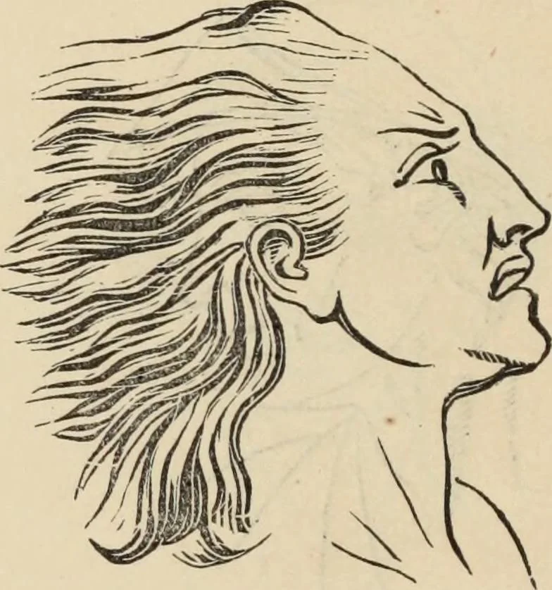 An illustration from New Physiognomy : or signs of character, as manifested through temperament and external forms, and especially in the "the human face divine.", 1889, leaf 655