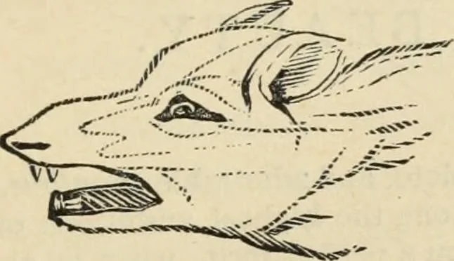 An illustration from New Physiognomy : or signs of character, as manifested through temperament and external forms, and especially in the "the human face divine.", 1889, leaf 658