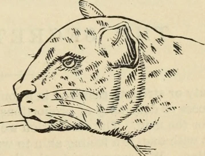 An illustration from New Physiognomy : or signs of character, as manifested through temperament and external forms, and especially in the "the human face divine.", 1889, leaf 658