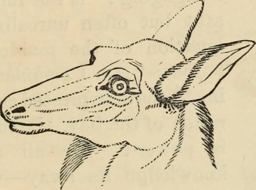 An illustration from New Physiognomy : or signs of character, as manifested through temperament and external forms, and especially in the "the human face divine.", 1889, leaf 658