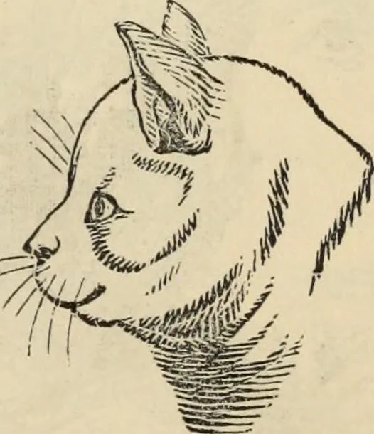 An illustration from New Physiognomy : or signs of character, as manifested through temperament and external forms, and especially in the "the human face divine.", 1889, leaf 658