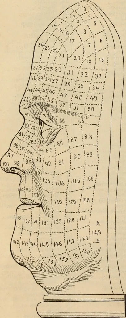An illustration from New Physiognomy : or signs of character, as manifested through temperament and external forms, and especially in the "the human face divine.", 1889, leaf 69