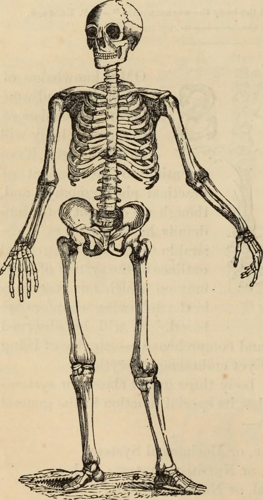 An illustration from New Physiognomy : or signs of character, as manifested through temperament and external forms, and especially in the "the human face divine.", 1889, leaf 77