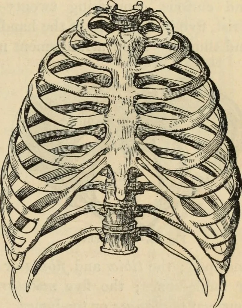 An illustration from New Physiognomy : or signs of character, as manifested through temperament and external forms, and especially in the "the human face divine.", 1889, leaf 78