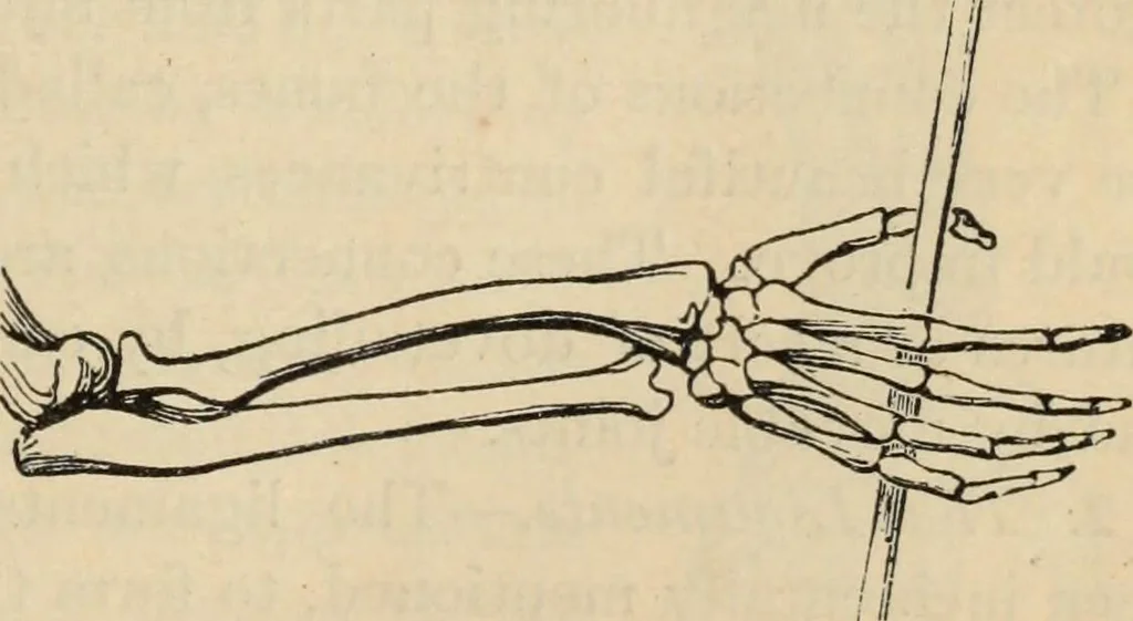 An illustration from New Physiognomy : or signs of character, as manifested through temperament and external forms, and especially in the "the human face divine.", 1889, leaf 78