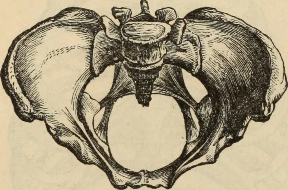An illustration from New Physiognomy : or signs of character, as manifested through temperament and external forms, and especially in the "the human face divine.", 1889, leaf 79